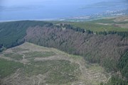 P Ramorum affected forest: credit Scottish Forestry