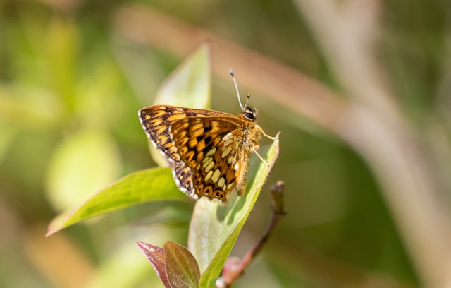 Duke of Burgundy butterfly
