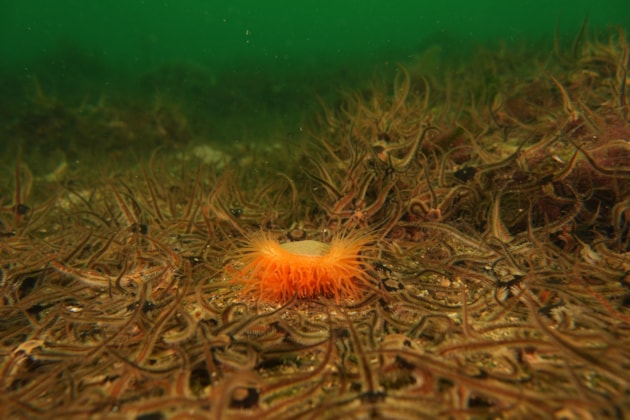 Flame shell among brittle stars - credit Peter Webster-NatureScot