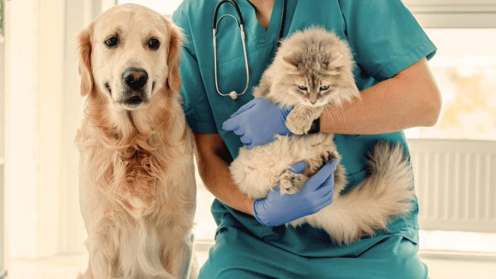Pets and vets