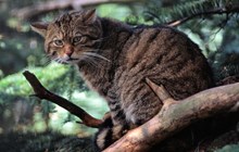 Wildcat: Wildcat (felix sylvestris) at the RZSS Highland Wildlife Park. ©Lorne Gill/NatureScot