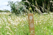 TfL Image - Wildflower Verge in Hillingdon (2): TfL Image - Wildflower Verge in Hillingdon (2)