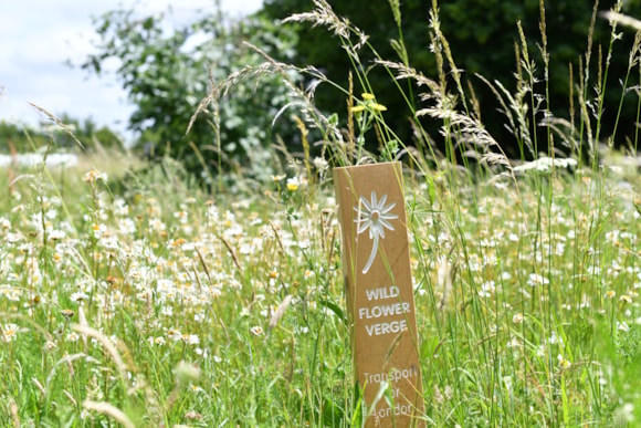 TfL Image - Wildflower Verge in Hillingdon (2)