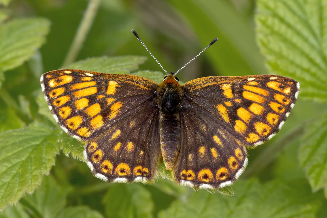 Duke of Burgundy butterfly