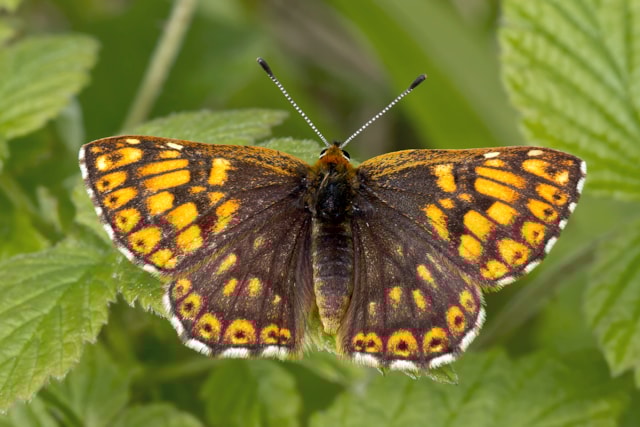 Duke of Burgundy butterfly