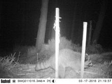 Camera trap picture 2 - raccoon: Free use.