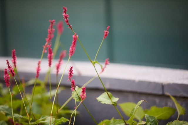 Image - Marylebone Flyover rain gardens - Credit Marble Arch London BID & Michael Pilkington