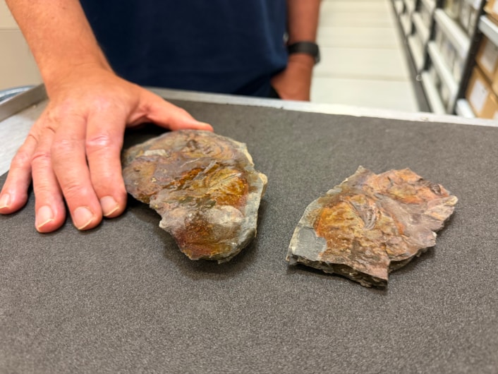 Coelacanth discovery: The well-preserved, prehistoric skull bone of a coelacanth was discovered by a geologist at Roundhay Park earlier this year and has now been kindly donated to Leeds Museums and Galleries and added to the natural sciences collection at Leeds Discovery Centre.