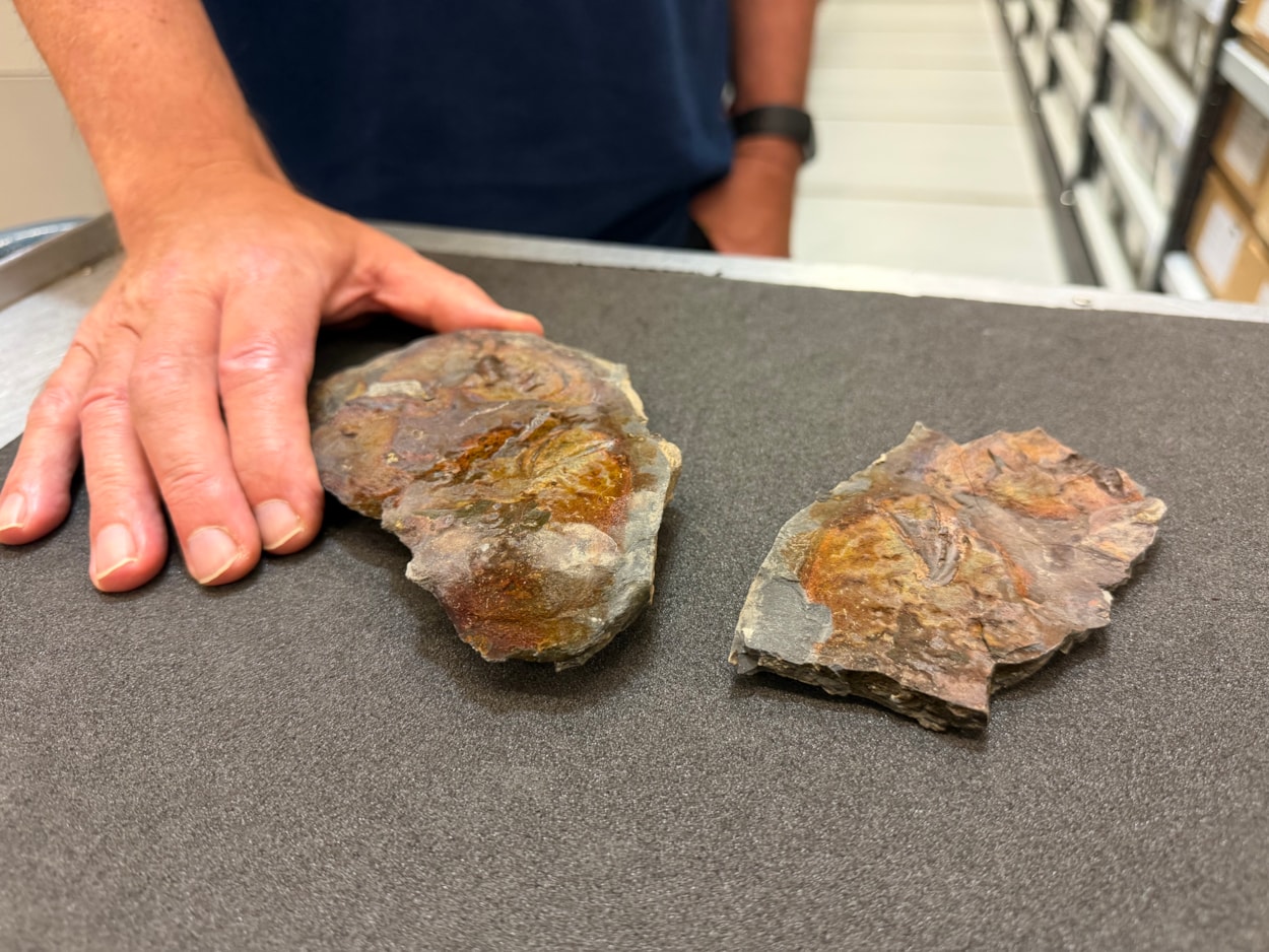 Coelacanth discovery: The well-preserved, prehistoric skull bone of a coelacanth was discovered by a geologist at Roundhay Park earlier this year and has now been kindly donated to Leeds Museums and Galleries and added to the natural sciences collection at Leeds Discovery Centre.
