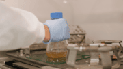 Checking the growth of a culture of E.coli in the Wallace Lab. CREDIT University of Edinburgh: Checking the growth of a culture of E.coli in the Wallace Lab. CREDIT University of Edinburgh