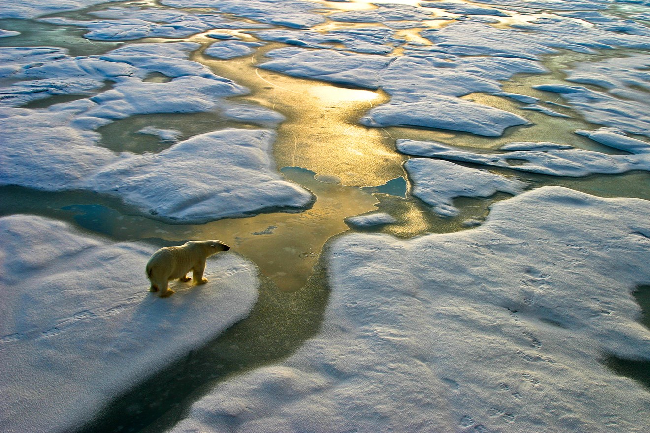 Siemens welcomes Net Zero climate report: Polar-Bear