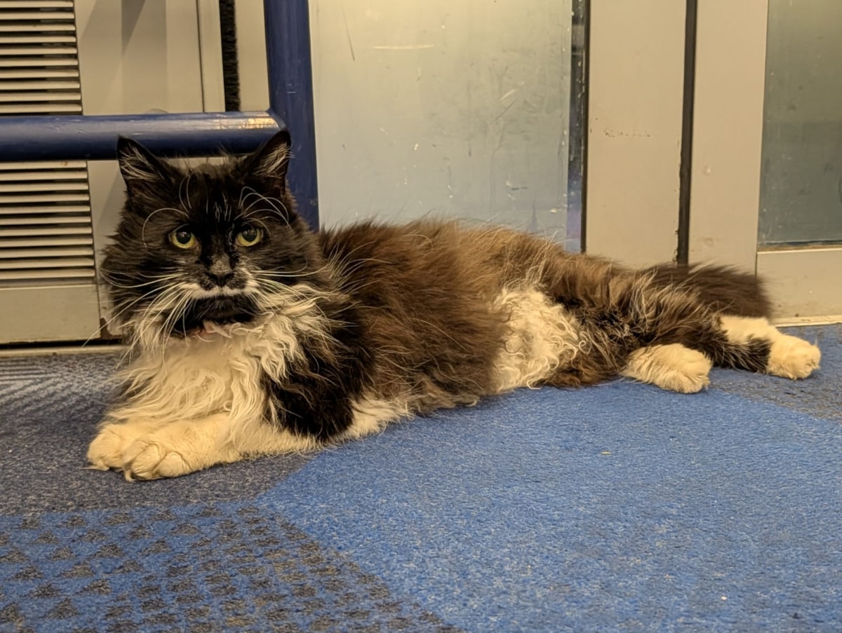 Angel the cat on a TPE service