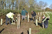 F4K 9174: Tree planting in Bridlington
