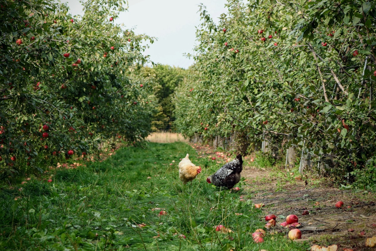 Orchard stock image