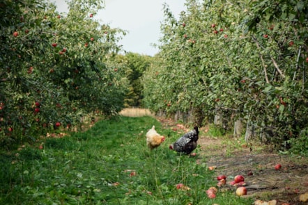 Orchard stock image