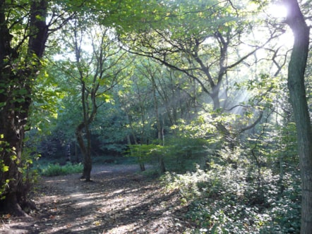 Saltwells nature reserve