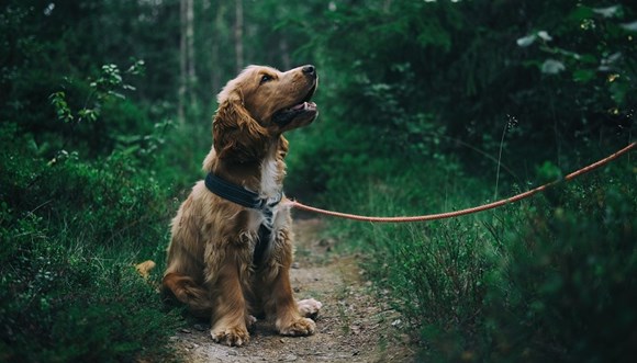 Requirements relating to dog control and smoking in public open spaces across the Northampton area to be introduced in October: pexels-johann web