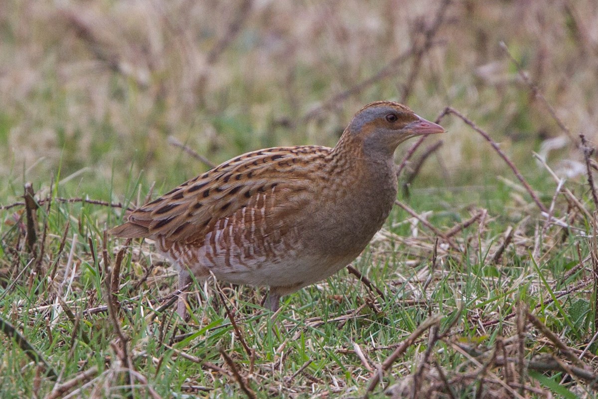 Corncrake by Ron Knight