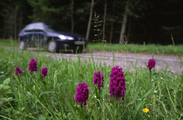 Orchids on roadside verge: Northern Marsh Orchid growing on a roadside verge near Moneydie ©Lorne Gill/NatureScot