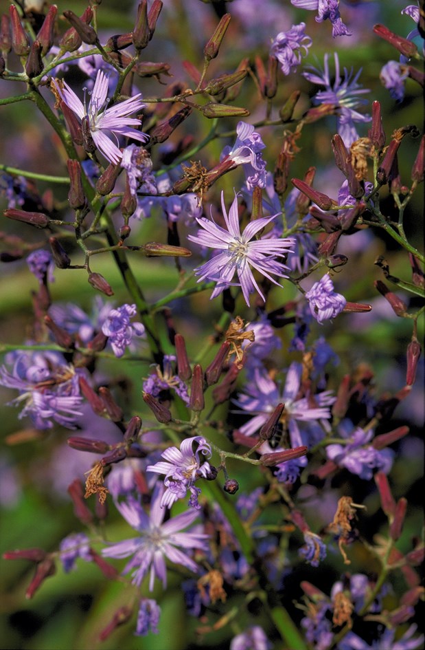 Alpine blue-sowthistle  ©Lorne Gill SNH