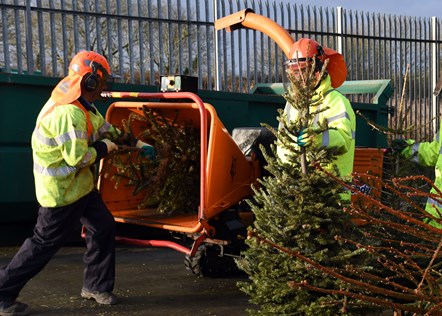 Christmas tree shredding - Torri coed Nadolig