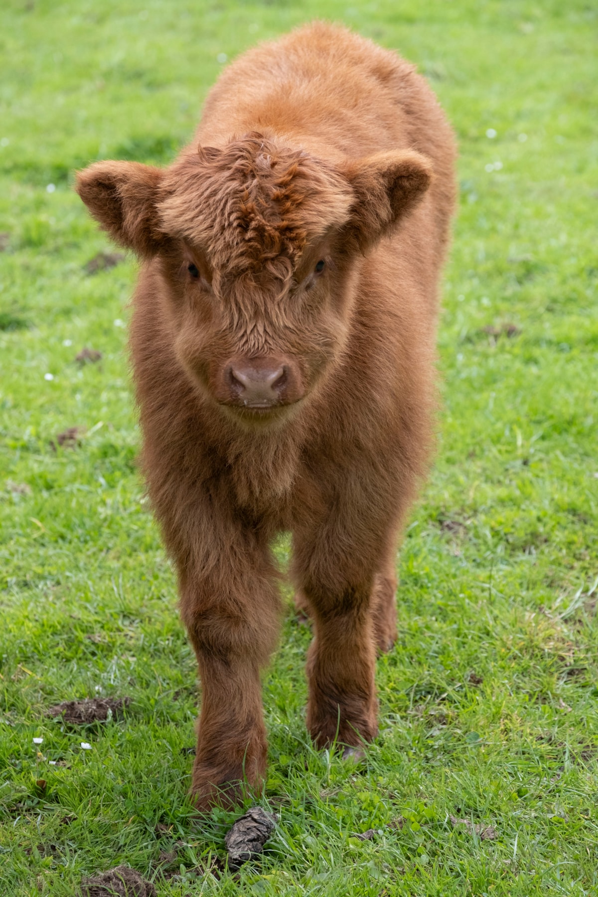 Highland calves at the National Museum of Rural Life. Photo © Chris James  (12)