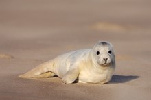 Grey seal pup ©Lorne Gill/NatureScot