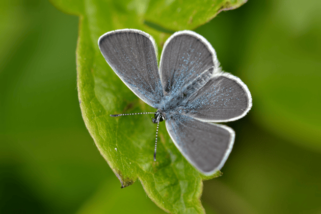 Small blue by Andrew Cooper / Butterfly Conservation