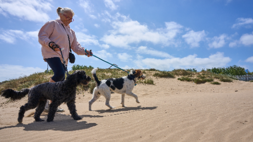 Bark Holiday at Haven