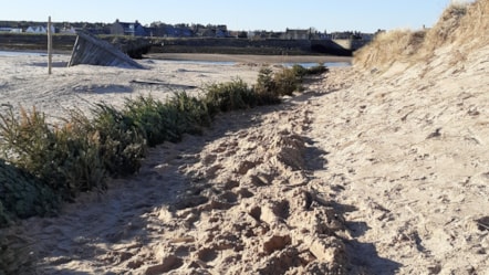 Christmas tree project Lossiemouth