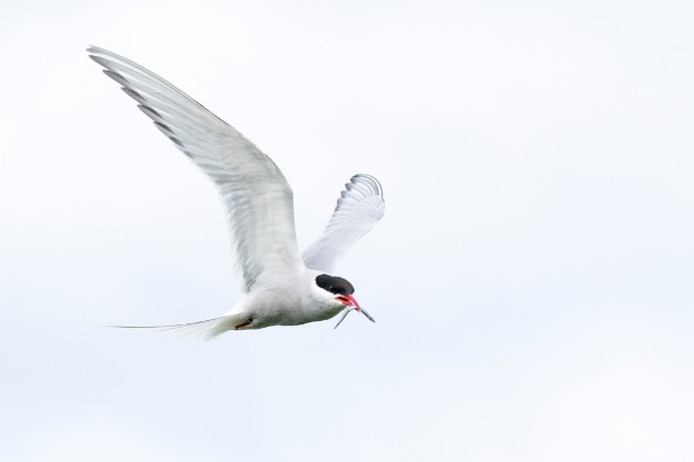 Arctic Tern in Flight with Fish (c) Jack Barton