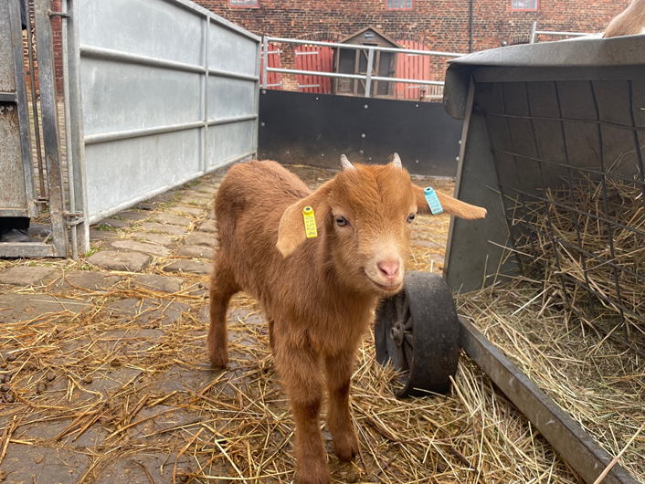 Joy as Temple Newsam’s Home Farm welcomes udderly cute new arrivals: Goat - Home Farm