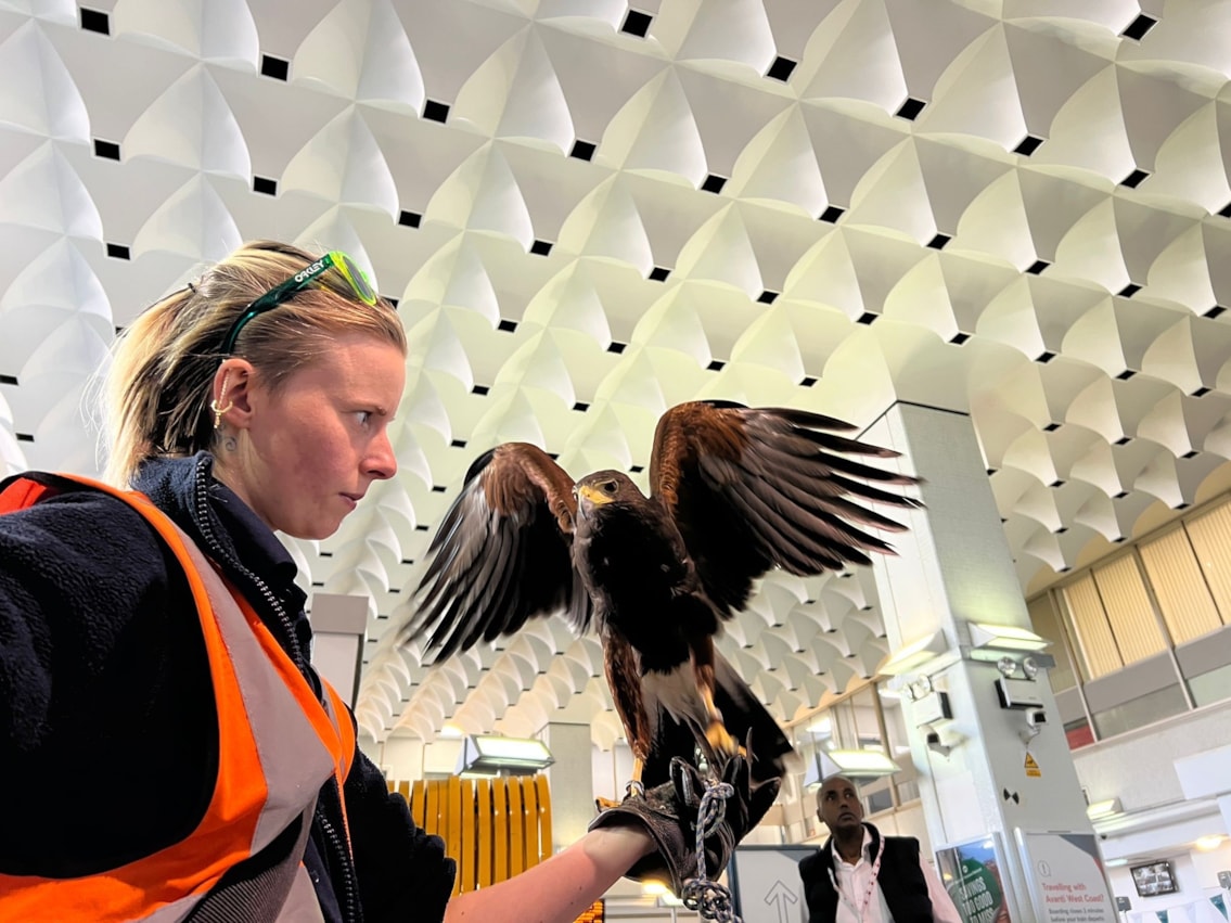 Oscar the hawk at Euston