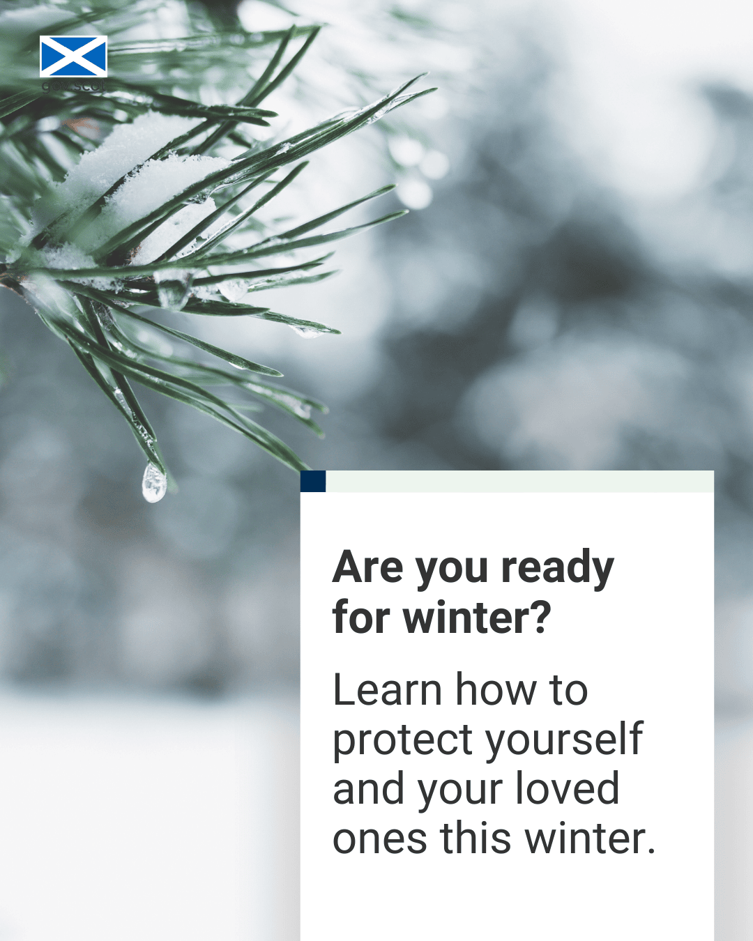 Tree branch - Portrait - Winter - SG Resilience - November 2025