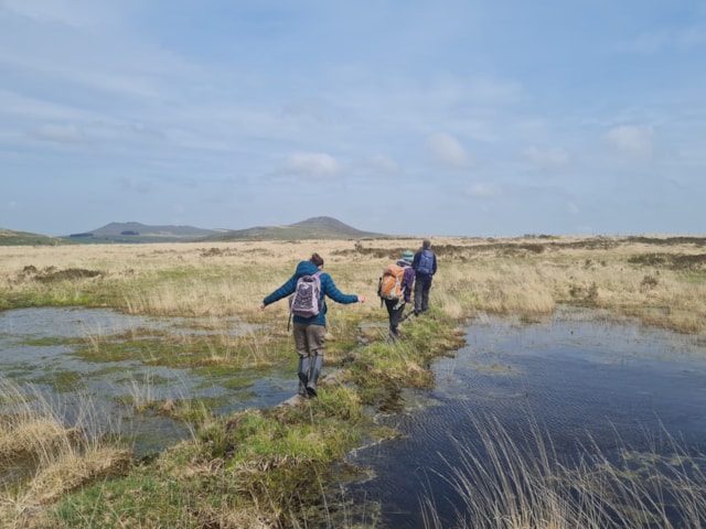 People traversing areas of peatland restoration on Bodmin Moor