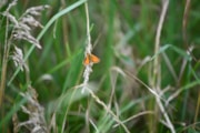 TfL Image - Essex Skipper Butterfly: TfL Image - Essex Skipper Butterfly