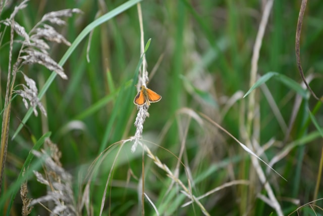 TfL Image - Essex Skipper Butterfly