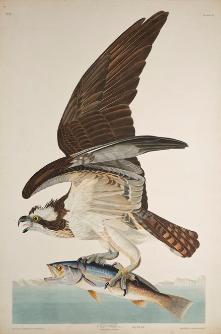 Print depicting a Fish Hawk from Birds of America, by John James Audubon. Image © National Museums Scotland