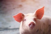 Animal welfare new pork supply policy: Animal welfare new pork supply policy