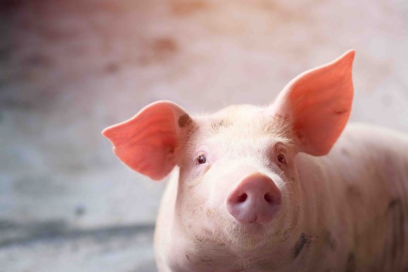 ISS Guckenheimer Further Improves Animal Welfare Standards with New Pork Supply Policy: Animal welfare new pork supply policy