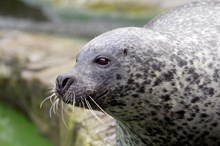 Harbour (or common) seal ©Lorne Gill/NatureScot