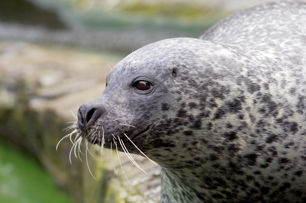 Harbour seal census confirms east-west divide: Harbour (or common) seal ©Lorne Gill/NatureScot