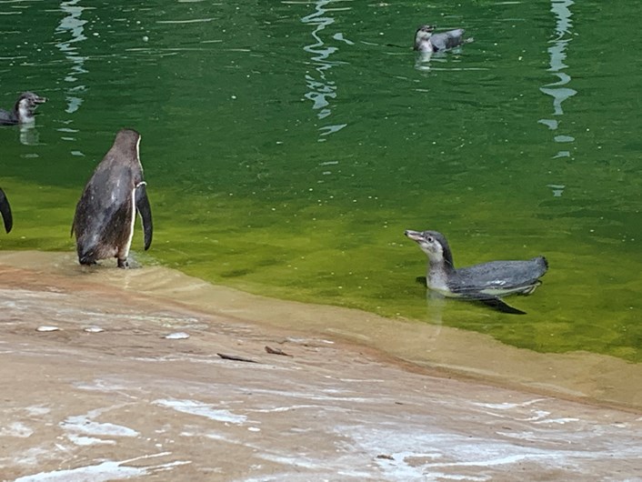 Lotherton penguin chicks: The new penguin chicks enjoy a dip with their parents at Lotherton Wildlife World.