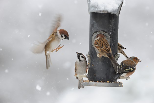 Scots want to do more for wildlife: 10 easy ways to help: Garden birds on feeder ©Lorne Gill/NatureScot