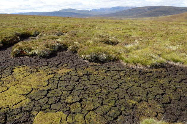 Dried out peat at a Peatland Action site in the Cairngorms National Park ©Lorne Gill NatureScot