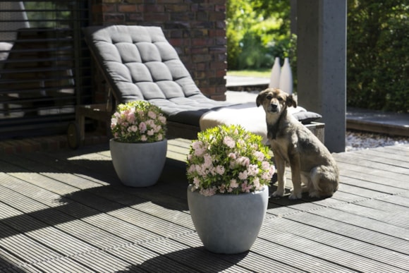 Form- und blütenstark - Bloombux®-Kugel