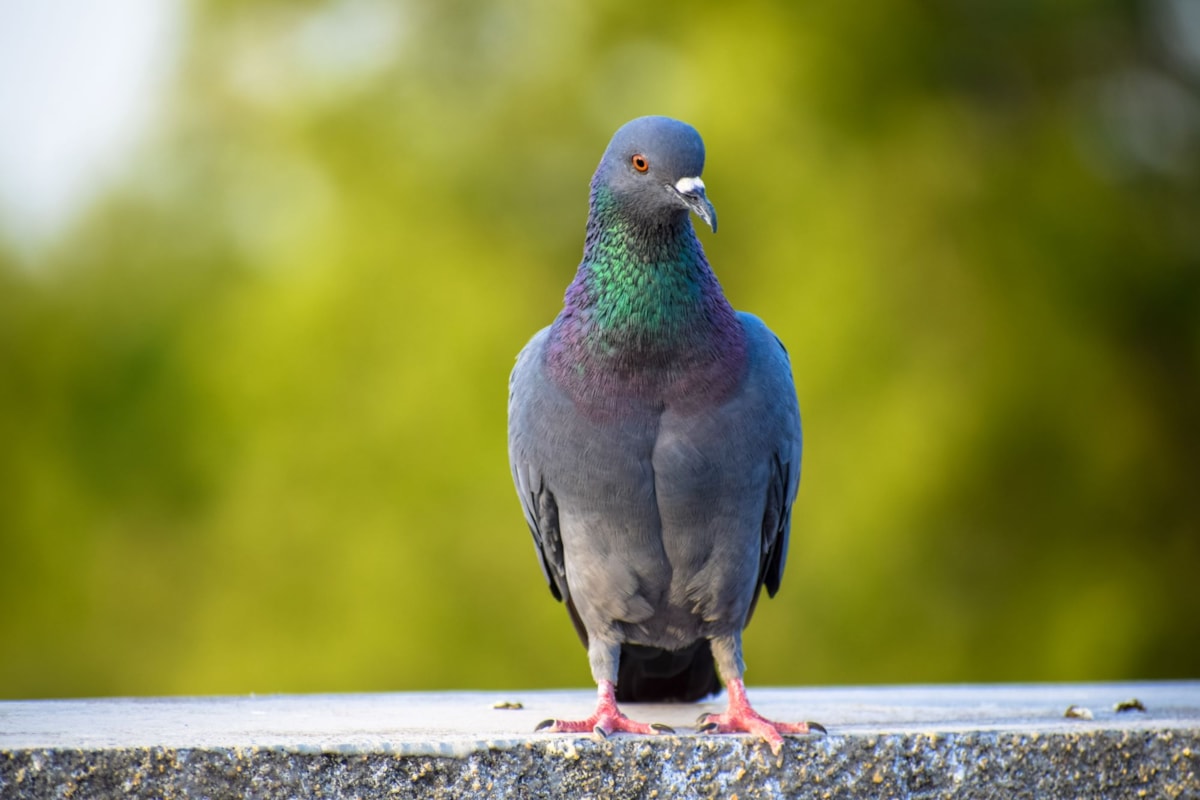 Stock image of a pigeon on a wall