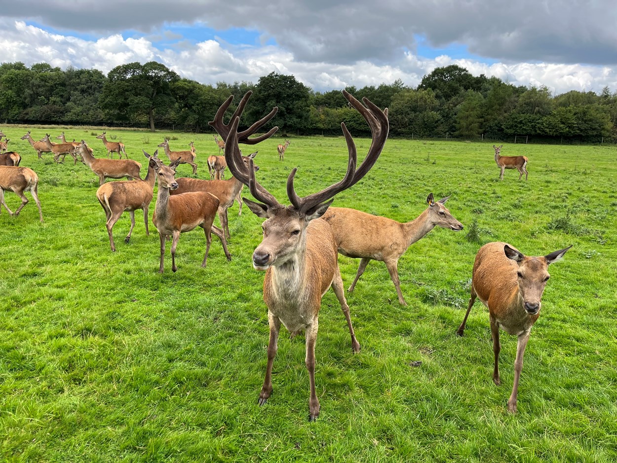 Deer park tours at Lotherton: Lotherton has been home to red deer since the 1980s, and today an estimated 45-strong herd, led by an impressive stag affectionately known as Teddy, lives in Lotherton’s specially maintained deer park.

Over the school summer holidays, visitors can join a brand new programme of tractor trailer tours, with staff taking them out into the park and amongst the herd as they learn more about the magnificent animals and their habitat.