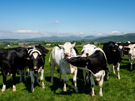 Cows in the field