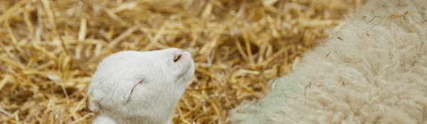Treasures of Temple Newsam Farm